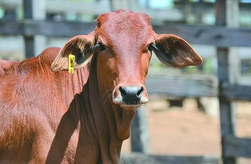 Sindi resistente ao calor recebe selo de Pureza de Origem no Semiárido