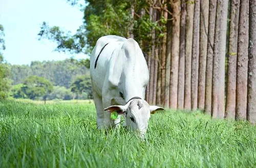 Sistema com árvores neutraliza emissão de metano por bovinos na pastagem