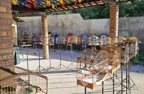 Torneio ilegal de canto de pássaros é encerrado pelo BPA