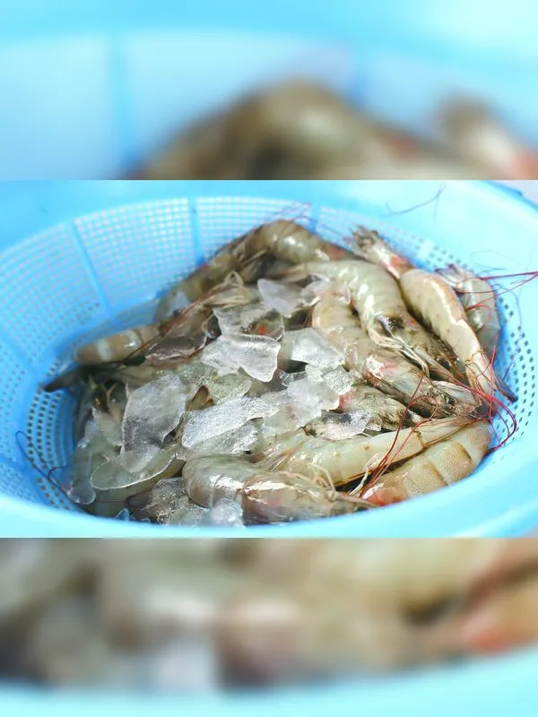Produção de camarão desponta no agreste de Alagoas