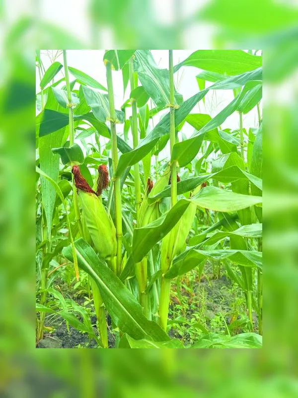 Projeto social de cultivo de milho garante renda a trabalhadores durante entressafra da cana