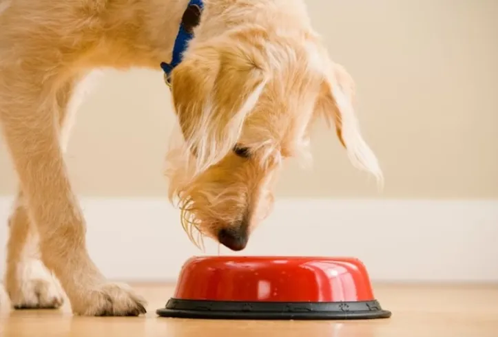 Tutores devem estar atentos aos alimentos ofertados aos pets