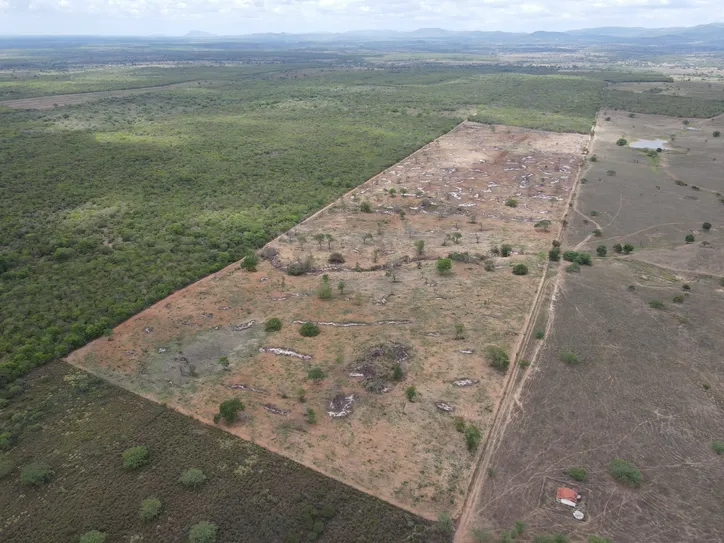Imagem ilustrativa da imagem Desmatamento recua 48% em Alagoas, mas Caatinga 
segue sob ameaça