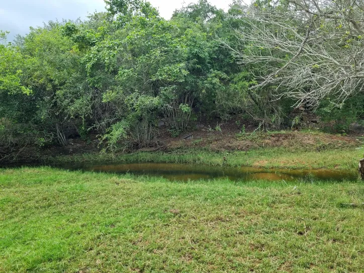 O pesquisador é categórico ao afirmar: “É possível reflorestar a Caatinga”