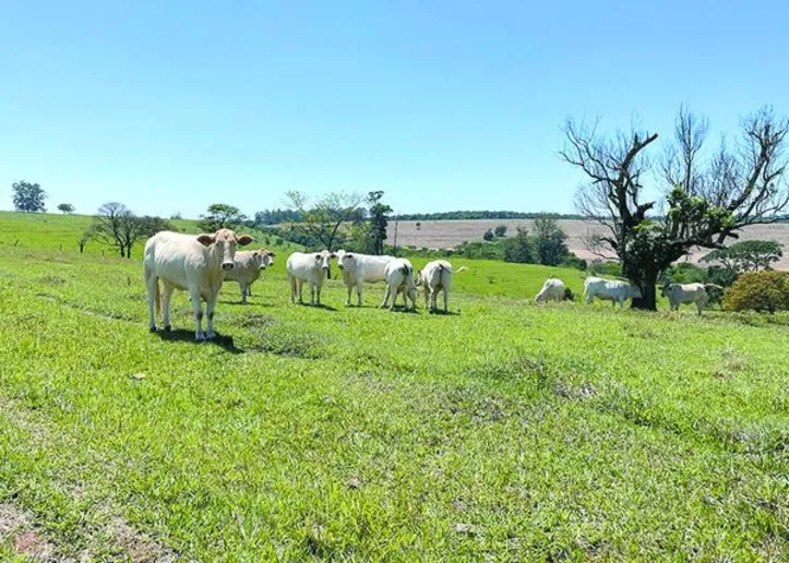 Estudo reforça a importância de aprimorar os sistemas produtivos existentes em vez de converter novas terras para pecuária
