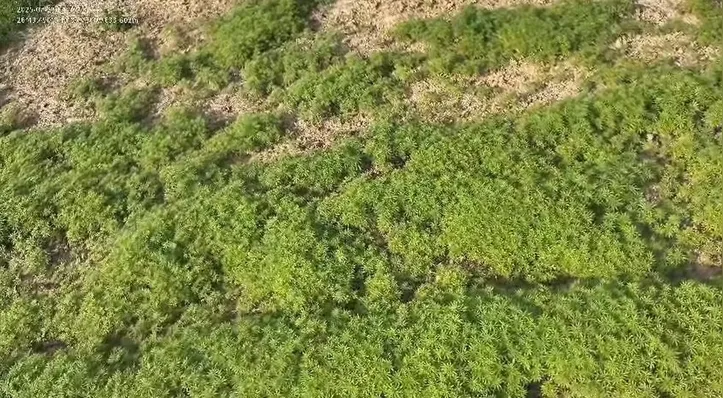 Imagem ilustrativa da imagem Floresta” com 138 mil pés de maconha é achada em área rural em Santa Catarina