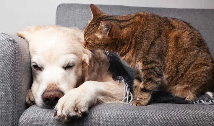 Imagem ilustrativa da imagem Frio pode agravar dores nas articulações dos pets; veja como cuidar