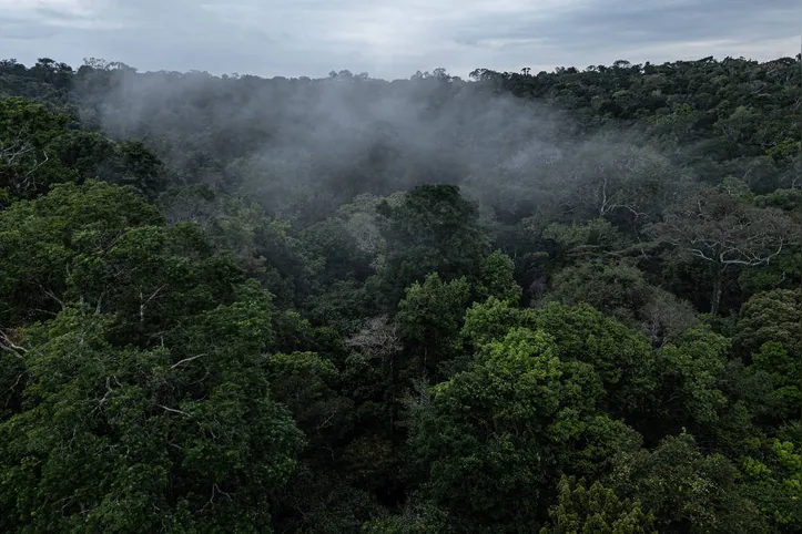 Iniciativa tem como objetivo a conservação e uso sustentável das florestas