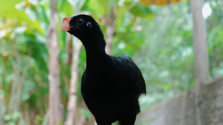 Ave é uma espécie endêmica da Mata Atlântica alagoana