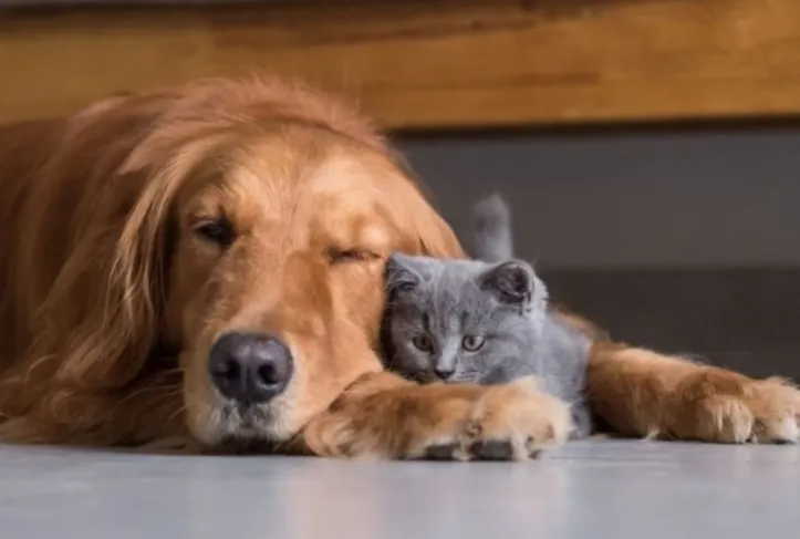 Estudos recentes mostram que cães e gatos vivem mais hoje