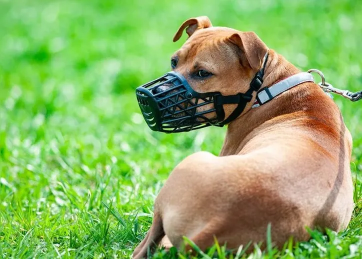Animais de raça consideradas propensas à agressividade vão ter que usar focinheira