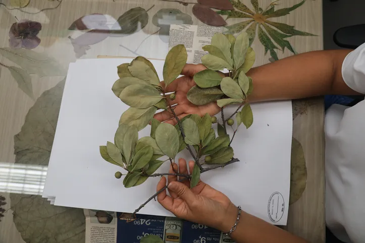 Exemplares de plantas ficam armazenados em locais adequados para posterior consulta e pesquisa