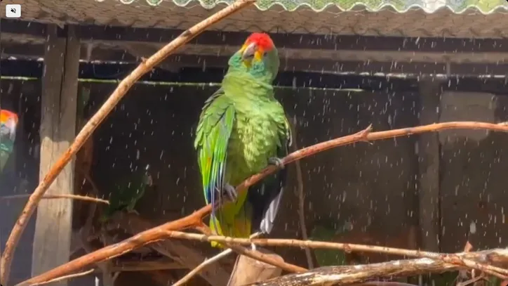 Papagaios são de zoológico localizado em Rio Largo