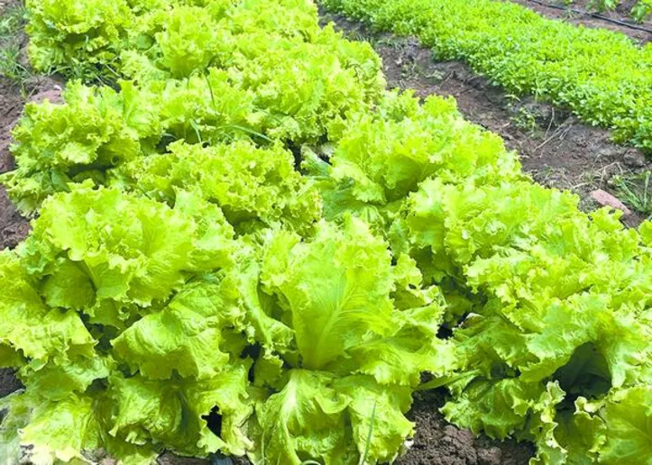 Testes com produtos comerciais mostraram aumento na biomassa e no desenvolvimento das raízes