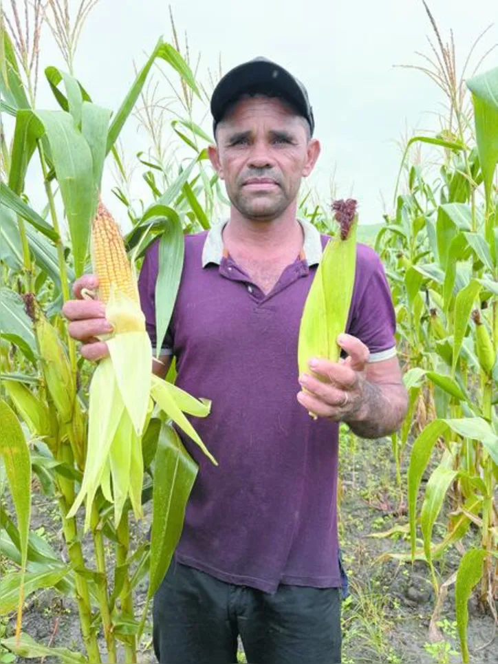 Cerca de 16 hectares de terras férteis, adubadas com torta de filtro, foram cedidos para mais de 50 trabalhadores da usina