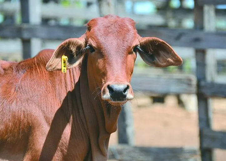 Originária do Paquistão, a raça é reconhecida por sua rusticidade, resistência ao calor e capacidade de produzir carne e leite, mesmo em condições adversas