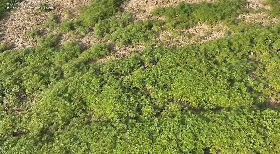 Imagem ilustrativa da imagem Floresta” com 138 mil pés de maconha é achada em área rural em Santa Catarina