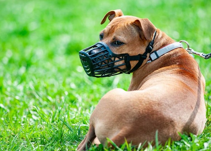 Animais de raça consideradas propensas à agressividade vão ter que usar focinheira
