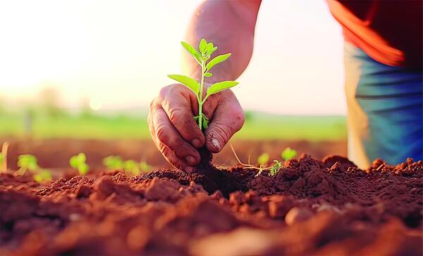Plano Safra 2025/2026 destina R$ 516,2 bilhões à agricultura empresarial