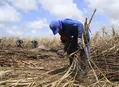 Alagoas cria 3.112 empregos formais em julho, diz Caged