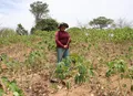 Agricultores familiares já podem se inscrever no Garantia-Safra 2025/2026