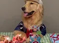 “Auniversário” e “Gativersário”: a moda das festas para pets