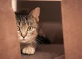 Gato traumatizado? Confira sinais de que o seu pet tem “medo de gente”