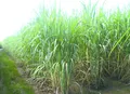 Modelo prevê produtividade agrícola com uso de imagens de satélite
