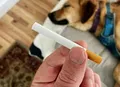 Veterinária alerta: cigarro pode causar câncer em animais