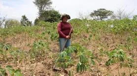 Agricultores familiares já podem se inscrever no Garantia-Safra 2025/2026