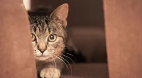 Gato traumatizado? Confira sinais de que o seu pet tem “medo de gente”