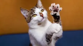 Gatos polidáctilos: os felinos de “luvinha” que conquistam corações