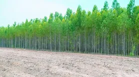 Silvicultura segue em alta e supera extração vegetal em retorno financeiro, aponta IBGE