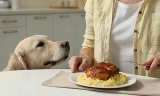 Seu cachorro sempre pede comida à mesa? Aprenda como reduzir o hábito