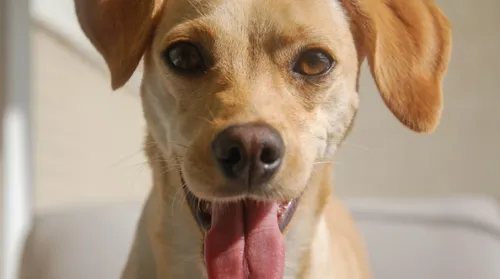 Adotei um cachorro de rua, e agora? Veja cuidados e primeiros passos - Imagem