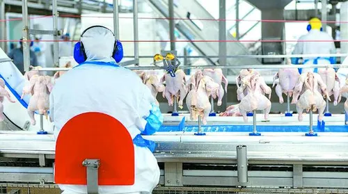 Avicultura brasileira já exportou mais de US$ 5,4 bilhões em 2025 - Imagem