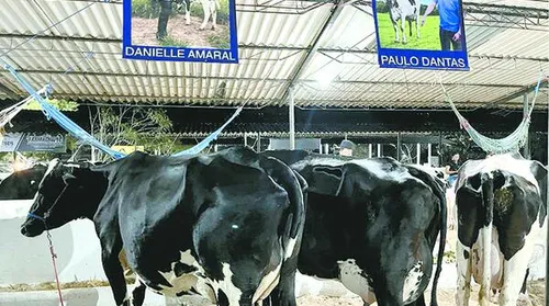Batalha recebe 42ª Expo Bacia Leiteira, com programação técnica e exposições - Imagem