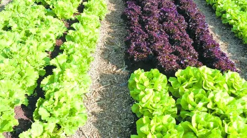 Calor pode inviabilizar cultivo de alface em campo aberto no Brasil até o fim do século - Imagem