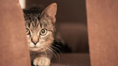Gato traumatizado? Confira sinais de que o seu pet tem “medo de gente” - Imagem