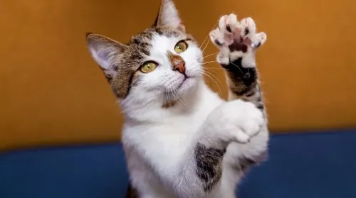 Gatos polidáctilos: os felinos de “luvinha” que conquistam corações - Imagem