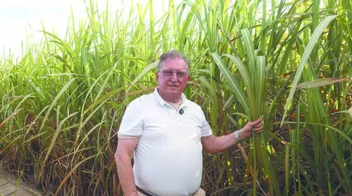 Técnica inovadora facilita o plantio de cana em áreas de encostas - Imagem