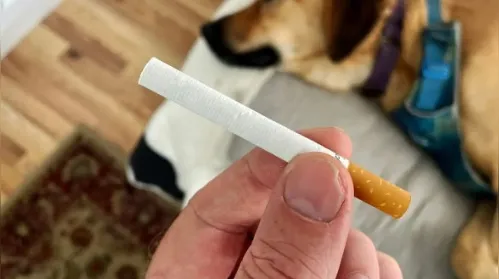 Veterinária alerta: cigarro pode causar câncer em animais - Imagem