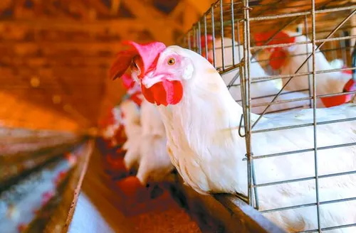 Conab estima volume total de 32,3 milhões de toneladas, com destaque para carnes de frango e suína