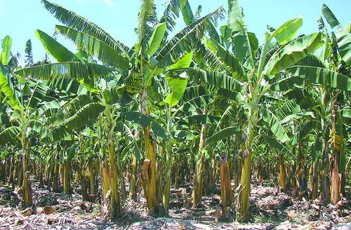 Duas cultivares da Embrapa são resistentes à doença mais grave das bananeiras