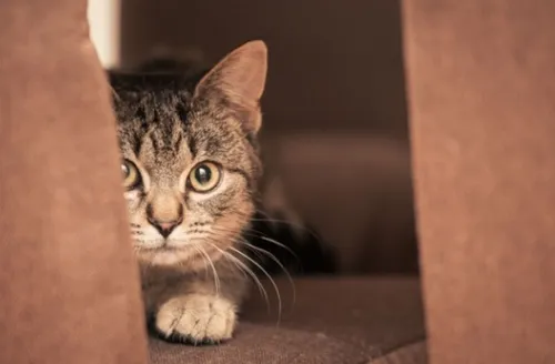 Gato traumatizado? Confira sinais de que o seu pet tem “medo de gente”