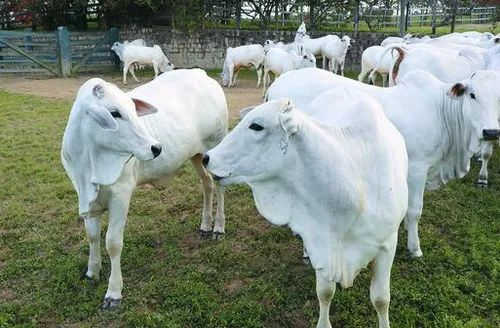 Genética IBC reforça padrão de excelência na Agro Feira