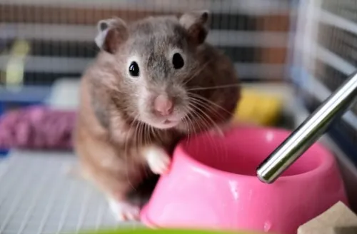 Hamster como pet: o que saber antes de levar um para a casa