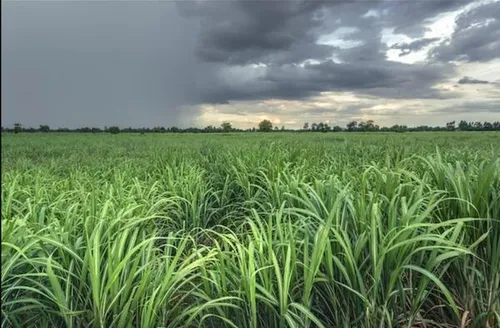 Primavera traz cenário favorável à agricultura, com chuvas moderadas e calor em Alagoas