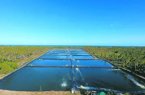 Projeto alagoano é referência em carcinicultura sustentável