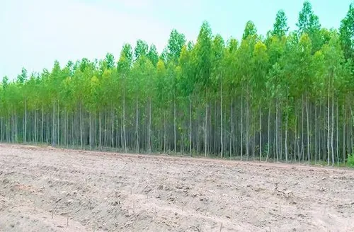 Silvicultura segue em alta e supera extração vegetal em retorno financeiro, aponta IBGE